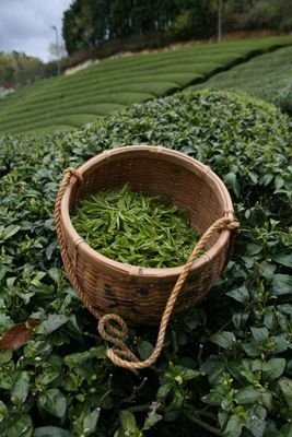 Green tea brain function